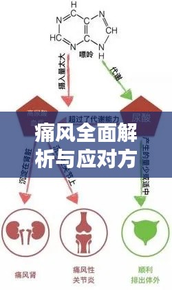 痛风全面解析与应对方法，专业治疗方法大揭秘！