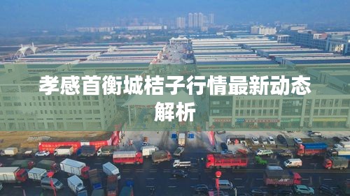 孝感首衡城桔子行情最新动态解析